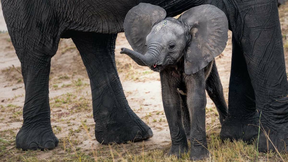 Stories of Intrigue: Moving Giants Program Helps Secure Future for Baby Elephants